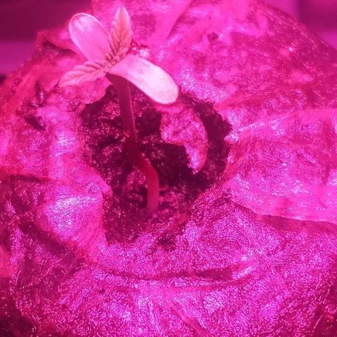 Guerilla Glue growlog timeline photo