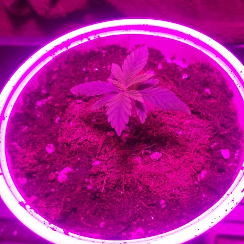 Guerilla Glue growlog photo: Transfer into soil