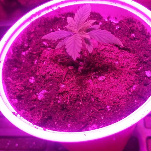 Guerilla Glue growlog photo: Transfer into soil