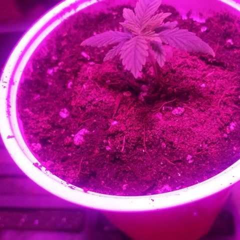 Guerilla Glue growlog photo: Transfer into soil