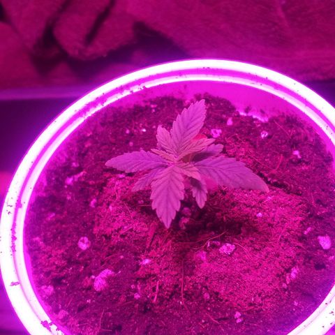 Guerilla Glue growlog photo: Transfer into soil