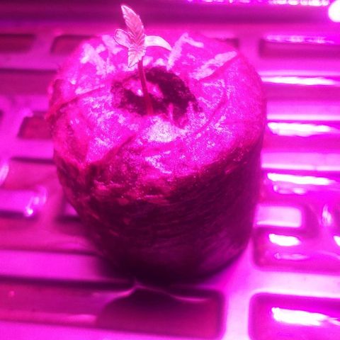 Guerilla Glue growlog timeline photo