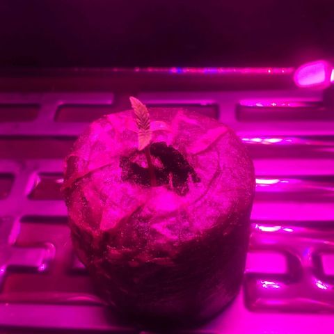 Guerilla Glue growlog timeline photo