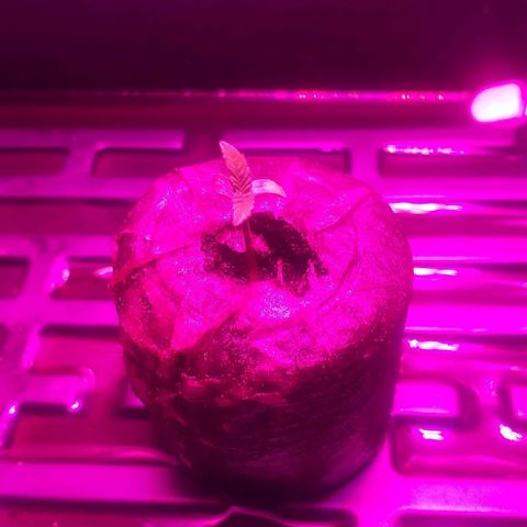Guerilla Glue growlog timeline photo