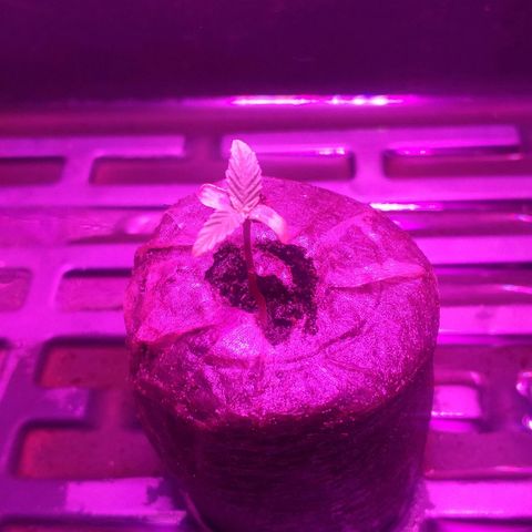 Guerilla Glue growlog timeline photo