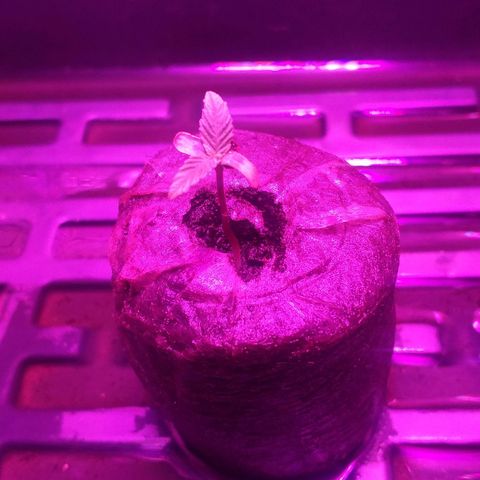 Guerilla Glue growlog timeline photo