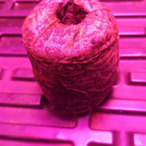 Guerilla Glue growlog timeline photo