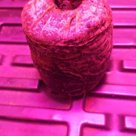 Guerilla Glue growlog timeline photo