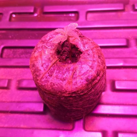 Guerilla Glue growlog timeline photo