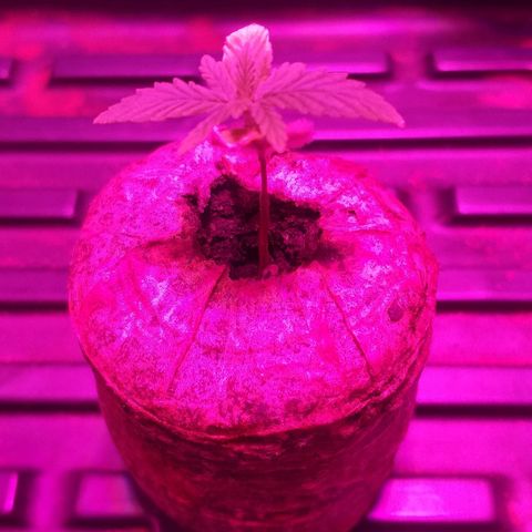Guerilla Glue growlog timeline photo
