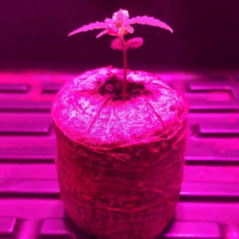 Guerilla Glue growlog timeline photo