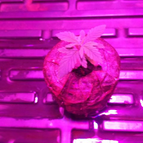 Guerilla Glue growlog timeline photo