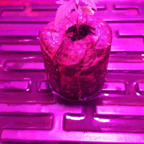Guerilla Glue growlog timeline photo