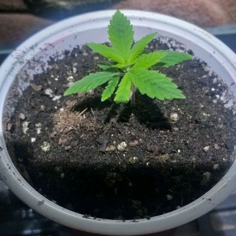 Guerilla Glue growlog timeline photo