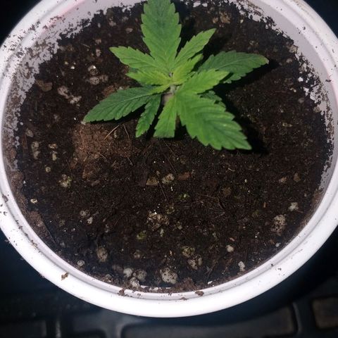 Guerilla Glue growlog timeline photo