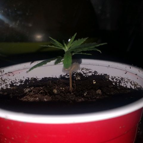 Guerilla Glue growlog timeline photo