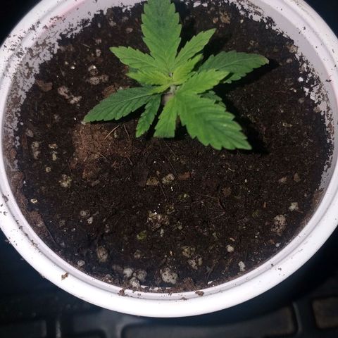 Guerilla Glue growlog timeline photo
