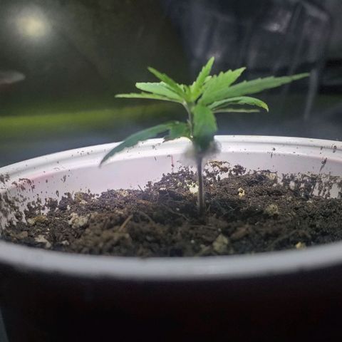 Guerilla Glue growlog timeline photo