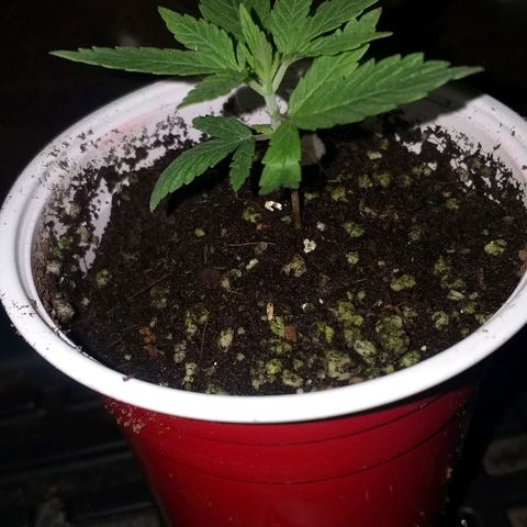 Guerilla Glue growlog timeline photo