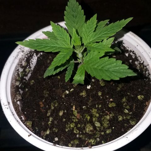 Guerilla Glue growlog timeline photo