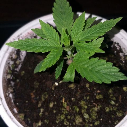 Guerilla Glue growlog timeline photo