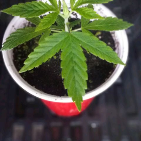 Guerilla Glue growlog timeline photo