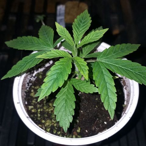 Guerilla Glue growlog timeline photo