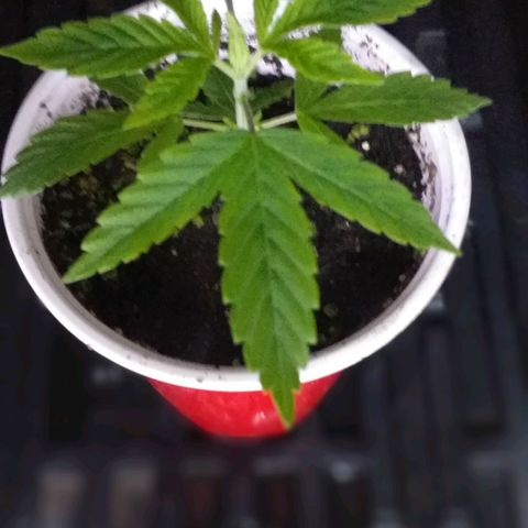 Guerilla Glue growlog timeline photo