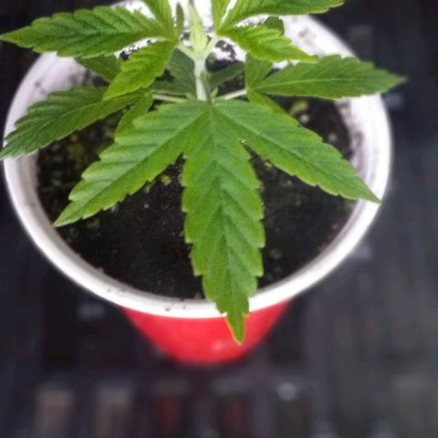 Guerilla Glue growlog timeline photo