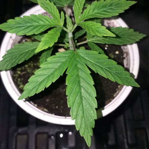 Guerilla Glue growlog timeline photo