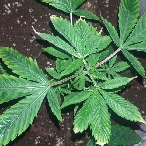 Guerilla Glue growlog photo: Replanted in final pot. Removed top