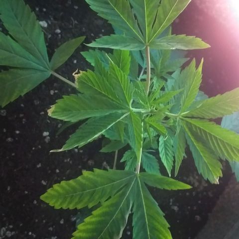Guerilla Glue growlog photo: Replanted in final pot. Removed top