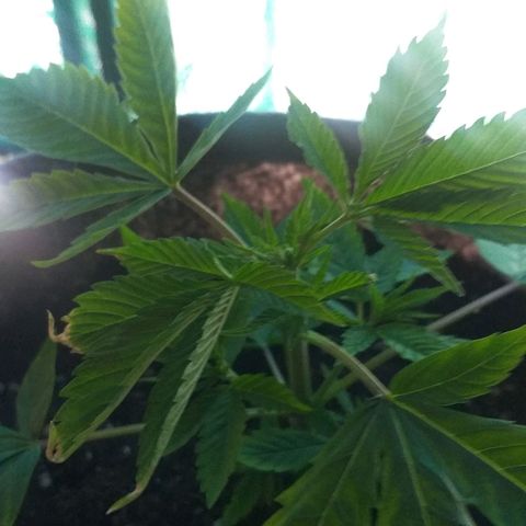 Guerilla Glue growlog photo: Replanted in final pot. Removed top