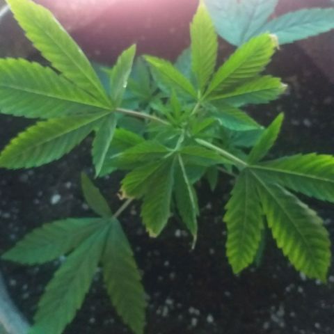 Guerilla Glue growlog photo: Replanted in final pot. Removed top