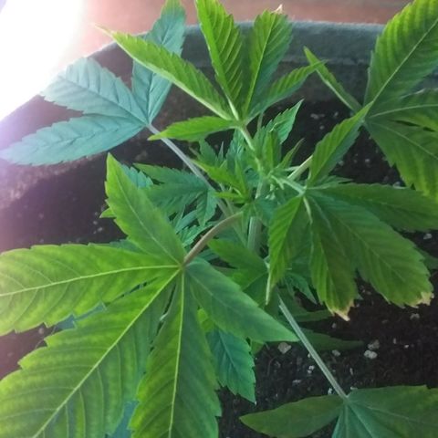 Guerilla Glue growlog photo: Replanted in final pot. Removed top