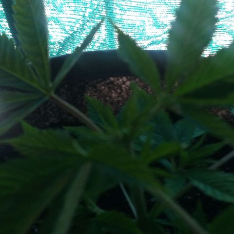 Guerilla Glue growlog photo: Replanted in final pot. Removed top