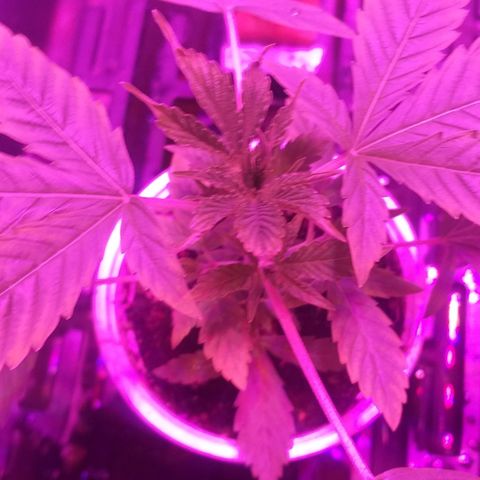 Guerilla Glue growlog timeline photo