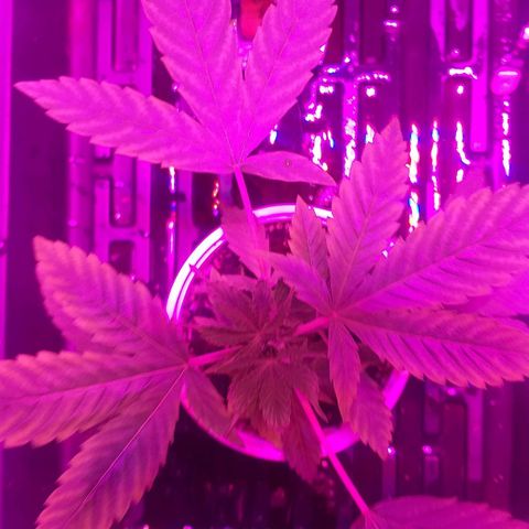 Guerilla Glue growlog timeline photo