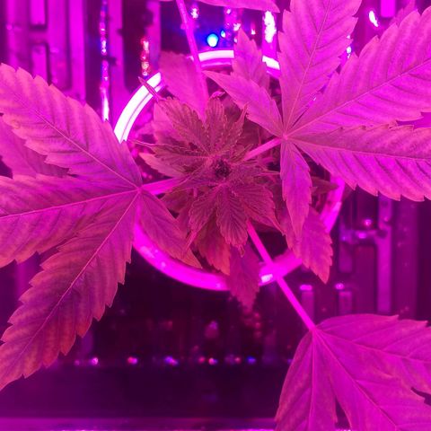 Guerilla Glue growlog timeline photo