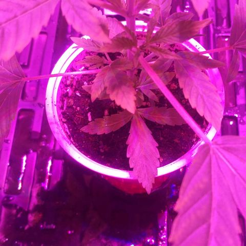 Guerilla Glue growlog timeline photo