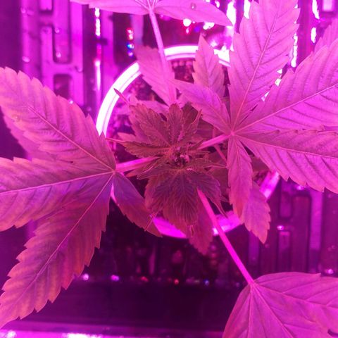 Guerilla Glue growlog timeline photo