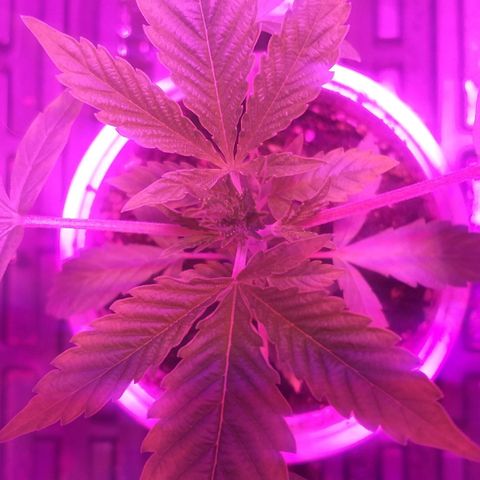 Guerilla Glue growlog timeline photo