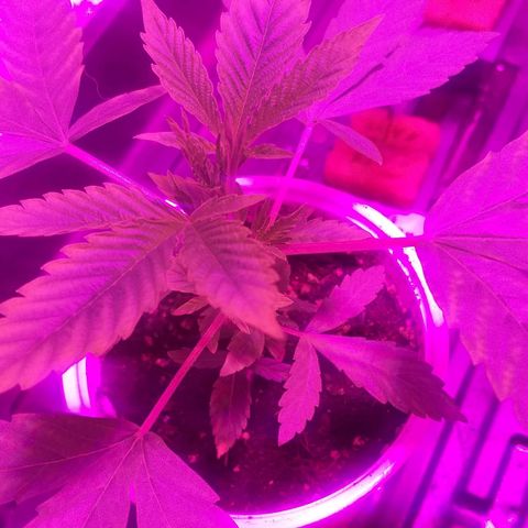 Guerilla Glue growlog timeline photo