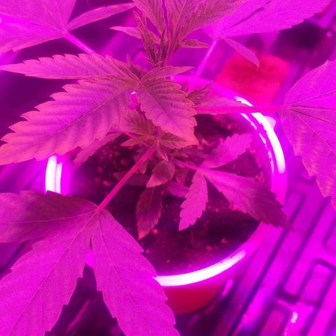 Guerilla Glue growlog timeline photo