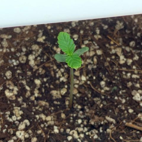Blueberry Auto growlog timeline photo