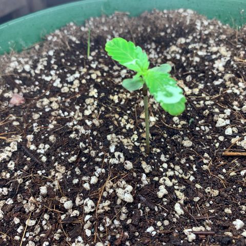 Blueberry Auto growlog timeline photo