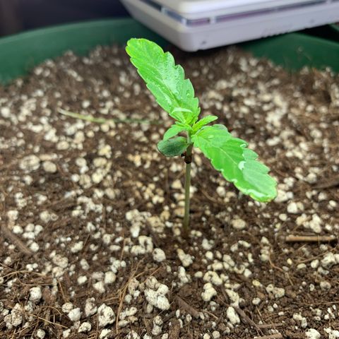 Blueberry Auto growlog timeline photo
