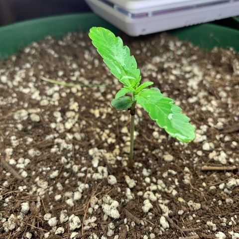 Blueberry Auto growlog timeline photo