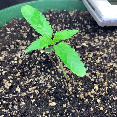 Blueberry Auto growlog timeline photo