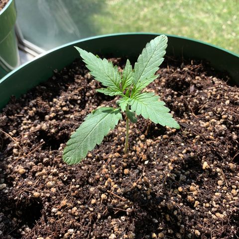 Blueberry Auto growlog timeline photo